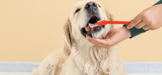 Het gebit van uw hond