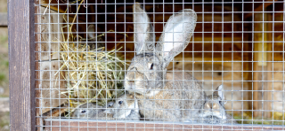 Huisvesting voor konijnen