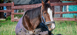 Voedingstips voor oudere paarden