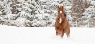 Weg met die paarden wintervacht